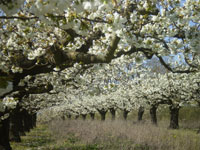 superbe floraison enchanteresse